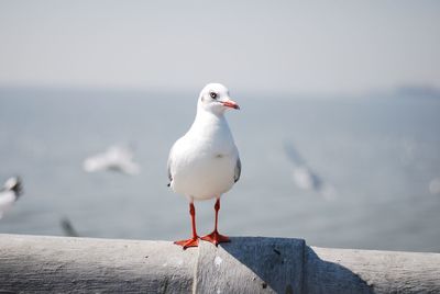 Seagull perching on beach against sky