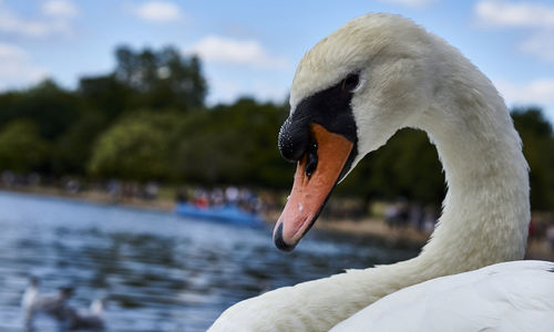 Close-up of swan