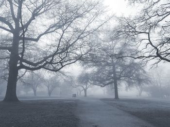 Bare trees in park during winter