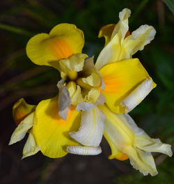 Close-up of yellow flowering plant