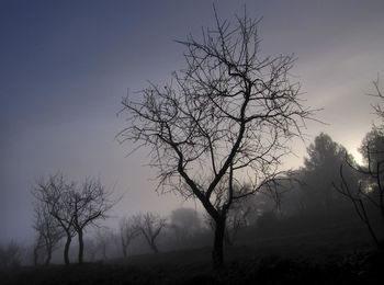 Bare tree on field against sky