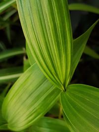 Close-up of green leaves