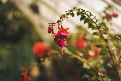 Close-up of red flowering plant
