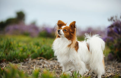 Close-up of dog on field