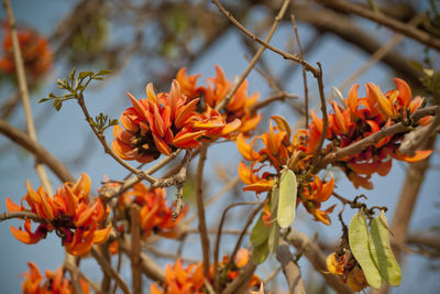 Close-up of orange flowering plant