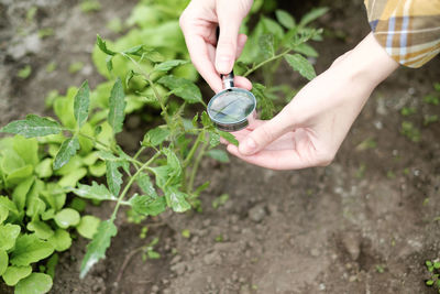 Midsection of person holding plant on field