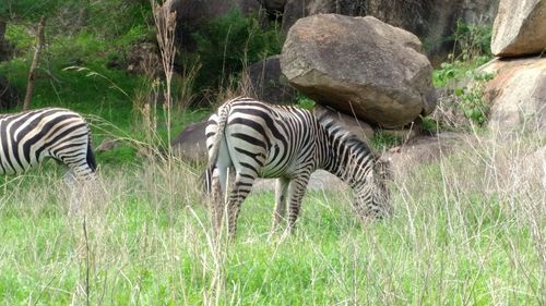 Zebras on field