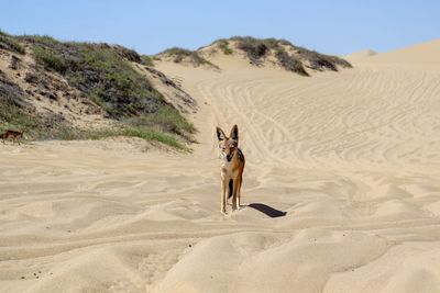 Dog standing on sand dune