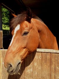 Close-up of a horse