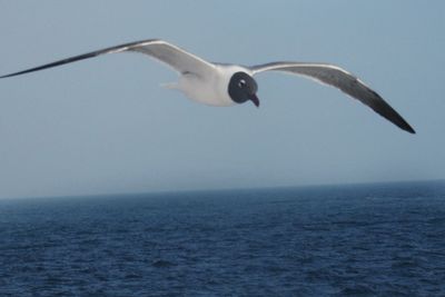 Low angle view of bird flying over sea against clear sky