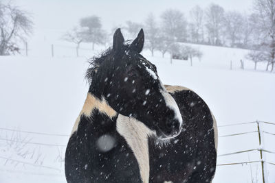 A horse stands in the pasture in winter, with a lot of snow and snowfall