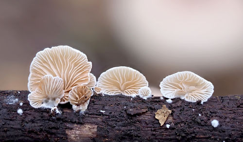 Close-up of white mushrooms