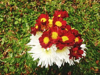 Close-up of flowers blooming outdoors