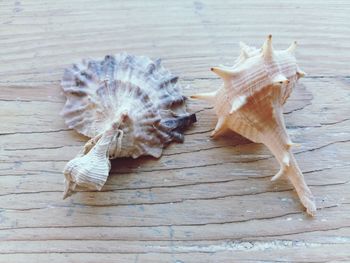 High angle view of shells on table