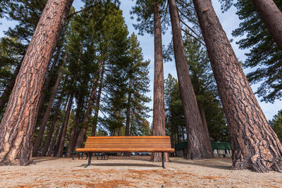 Landscape of sand, bench and tall pine trees at a park at incline village, nevada