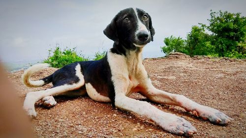 Portrait of dog sitting outdoors