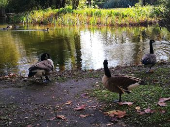 Two birds in lake