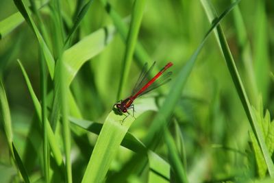 Close-up of insect on leaf