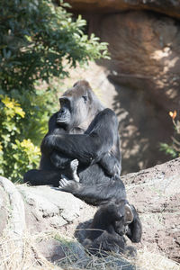 Close-up of monkey on tree at zoo