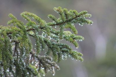 Close-up of wet tree during winter