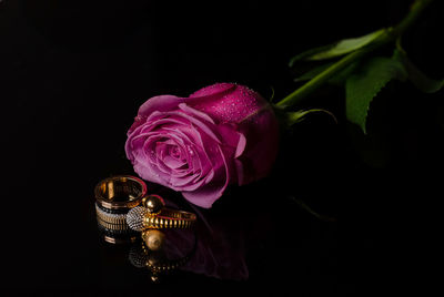 Close-up of rose against black background