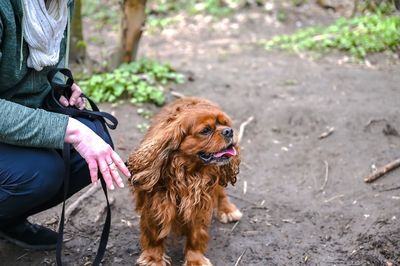 Young woman with dog sitting on land