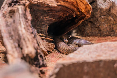 Close-up of a lizard on rock