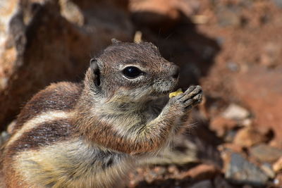 Close-up of squirrel