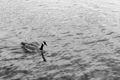 High angle view of duck swimming in lake