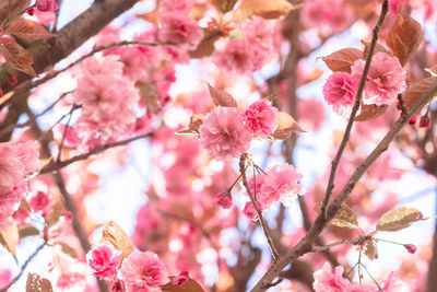 Close-up of pink cherry blossom