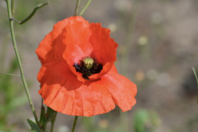 Close-up of red poppy flower