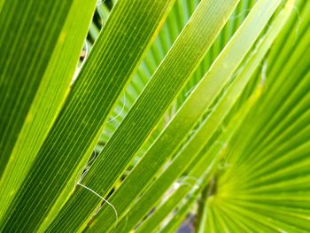 Full frame shot of leaves