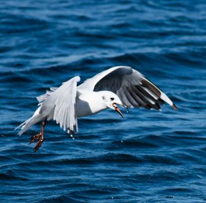 Seagull flying over sea