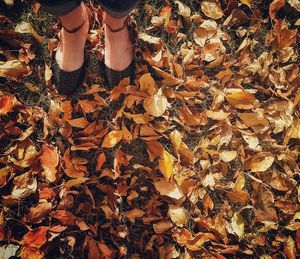 View of autumn leaves