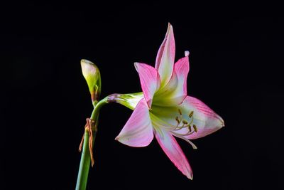 Close-up of pink flowering plant against black background