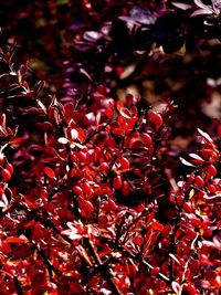 Close-up of red flowers on tree