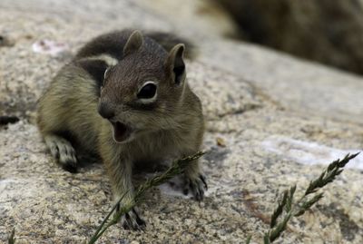 Close-up of squirrel