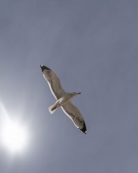 Low angle view of seagull flying in sky