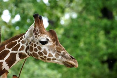 Close-up of giraffe