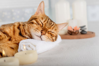 Funny bengal cat lies on a massage table in the spa. close-up.