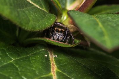 Close-up of insect on leaves