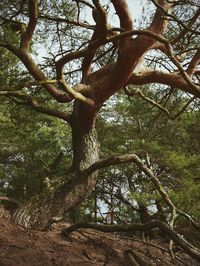 Low angle view of trees in forest against sky