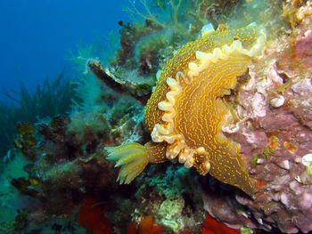 Close-up of coral swimming in sea