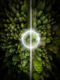 Trees in forest at night