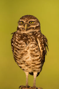 Close-up portrait of owl perching against yellow background