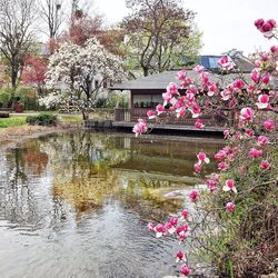 Close-up of pink flowers in pond