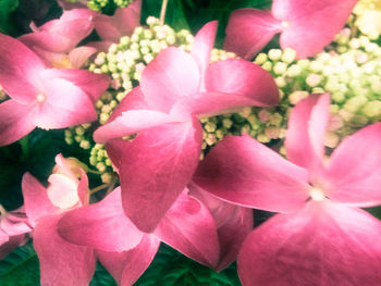 Close-up of pink flowers