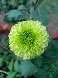 Close-up of yellow flower blooming outdoors