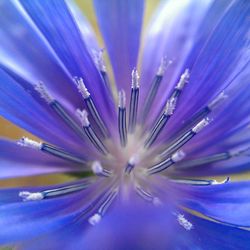 Close-up of purple flowers