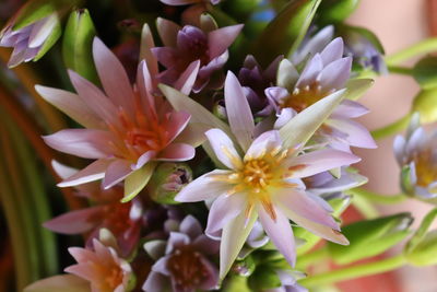 Close-up of purple flowering plants